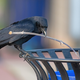 Crows are known to solve puzzles and use tools to get food.